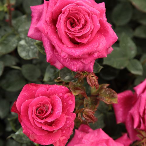 Shop - Rosa Görgény - rosa - teehybriden-edelrosen - stark duftend - Márk Gergely - Sie blüht mit gefüllten, intensiv farbenen Blüten fast durchgehend vom Anfang Juni bis zum Herbst.